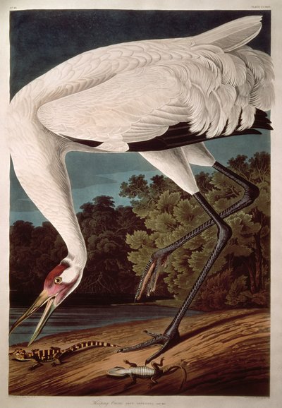 Whooping Crane, from 