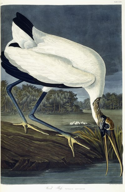 Wood Ibis by John James Audubon
