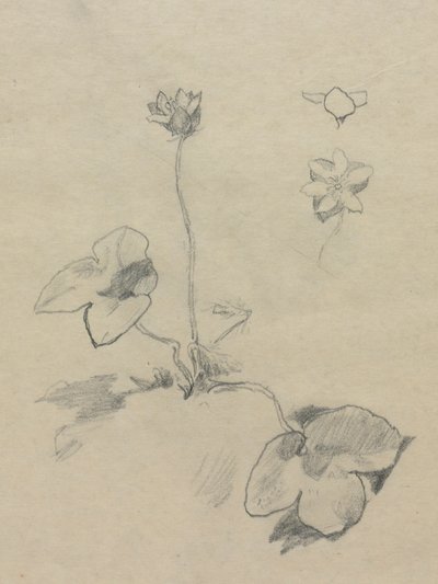 Anemone by John La Farge