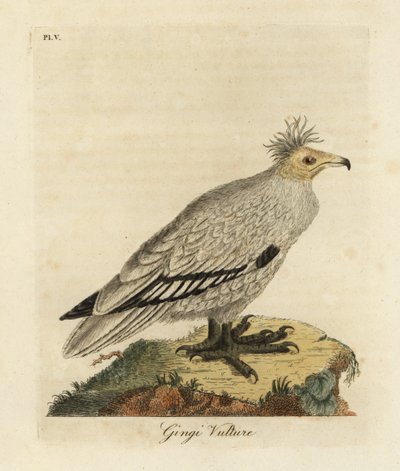 Egyptian Vulture by John Latham