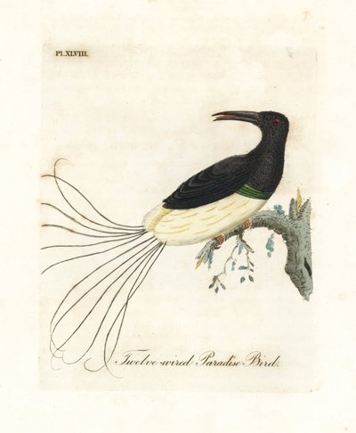 Twelve-wired bird-of-paradise, Seleucidis melanoleucus (Paradisea nigricans) by John Latham
