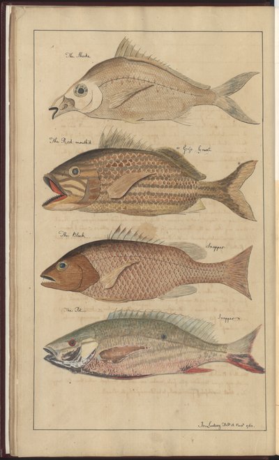 Lindsay Drawings Vol. VII by John Lindsay