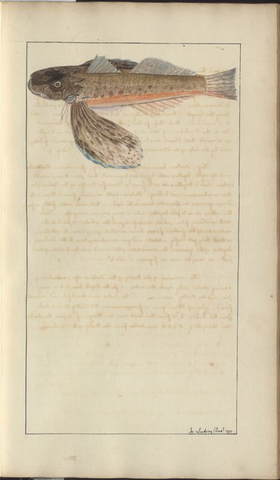 Lindsay Drawings Vol. VII by John Lindsay