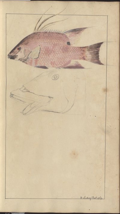 Lindsay Drawings Vol. VII by John Lindsay