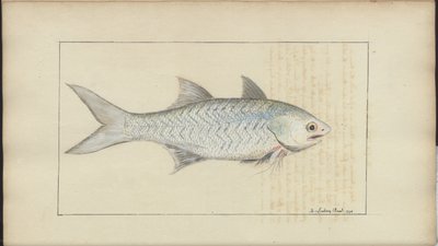 Lindsay Drawings Vol. VII by John Lindsay