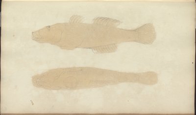 Lindsay Drawings Vol. VII, 21 by John Lindsay