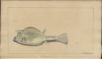 Lindsay Drawings Vol. VII, 25 by John Lindsay