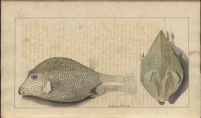 Lindsay Drawings Vol. VII, 26 by John Lindsay