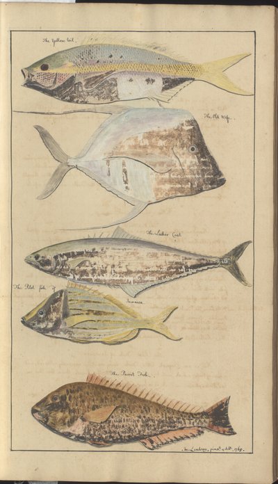 Lindsay Drawings Vol. VII, 2 by John Lindsay