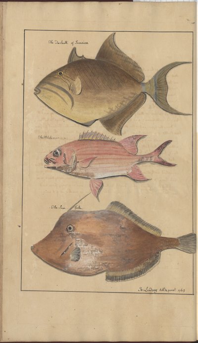 Lindsay Drawings Vol. VII, 6 by John Lindsay
