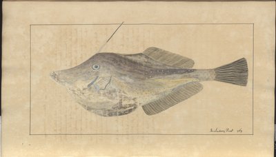 Lindsay Drawings Vol. VII, 7 by John Lindsay
