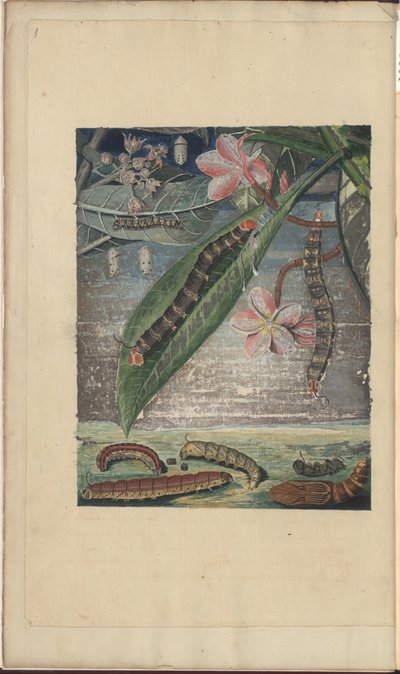 Lindsay Drawings Vol. VI by John Lindsay