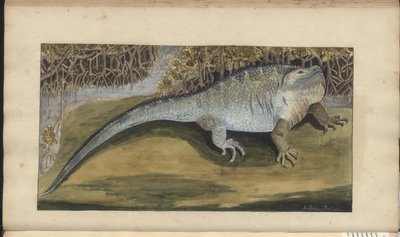 Lindsay Drawings Vol. VI by John Lindsay