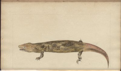 Lindsay Drawings Vol. VI by John Lindsay