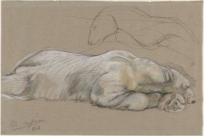 Studies of a Recumbent Polar Bear by John Macallan Swan