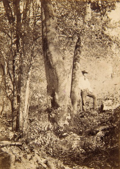 Tacony Creek, Magnolia Poplar by John Moran