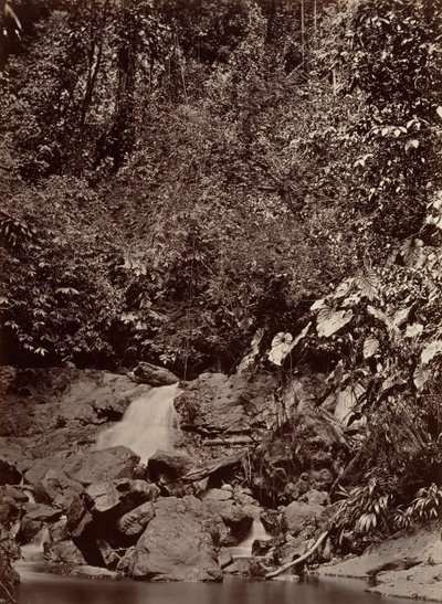 Tropical Scenery, Cascade, Limon River by John Moran