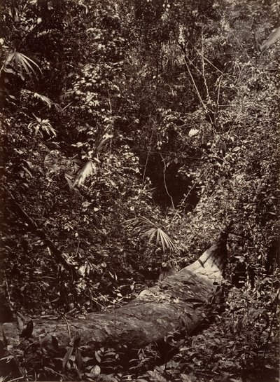 Tropical Scenery, Tropical Forest, 1871 by John Moran