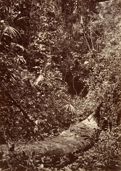 Tropical Scenery, Tropical Forest by John Moran