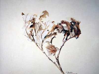 Study of Oak Leaves by John Ruskin