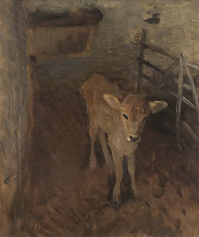 A Jersey Calf by John Singer Sargent