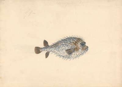 A Porcupine Fish by John Smart