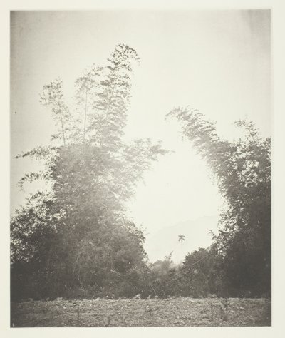 Bamboos at Baksa, Formosa by John Thomson