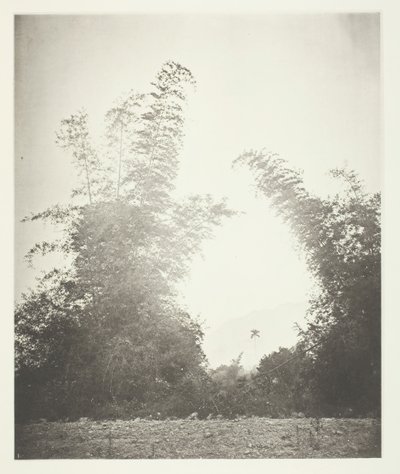 Bamboos at Baksa, Formosa by John Thomson