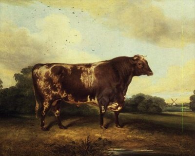 Brown and White Bull in Landscape by John Vine