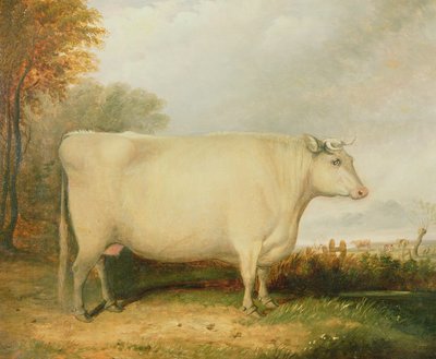 Portrait of a prize cow by John Vine