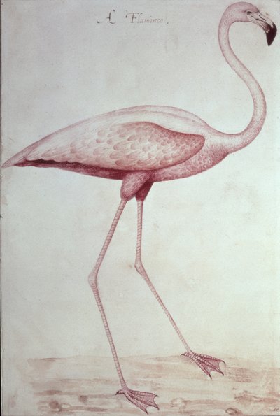 Flamingo by John White