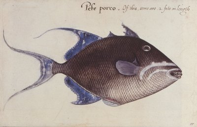 Trigger-Fish by John White