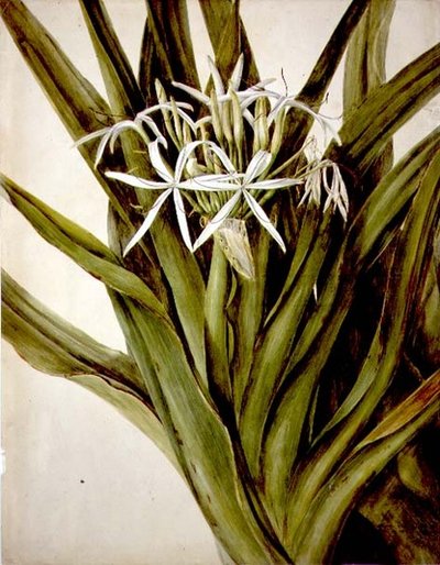 The Murray Lily, cirinum pedunculatum by John William Lewin