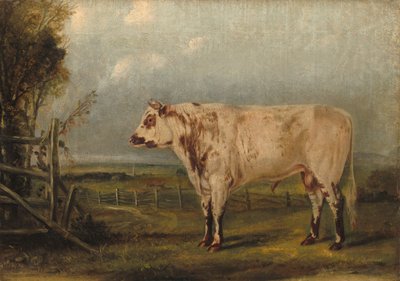 A Young Bull by John Woodhouse Audubon