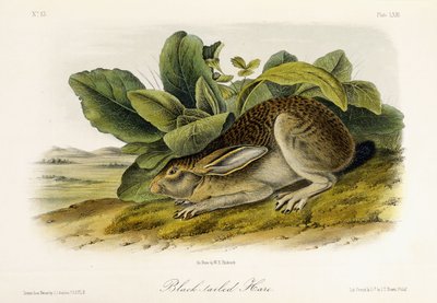 Black-tailed Hare by John Woodhouse Audubon
