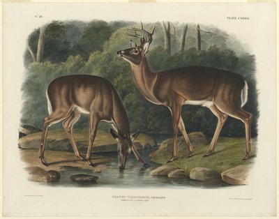 Cervus Virginianus by John Woodhouse Audubon