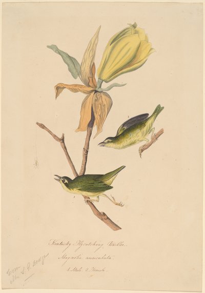 Kentucky Fly-catching Warbler by John Woodhouse Audubon
