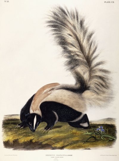 Large Tailed Skunk, 1846 by John Woodhouse Audubon