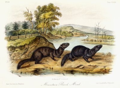 Mountain Brook Mink by John Woodhouse Audubon