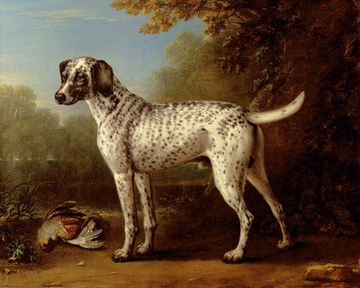Grey Spotted Hound by John Wootton