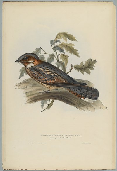 Caprimulgus Ruficollis by John after Gould