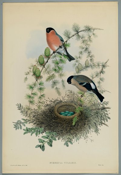 Unknown Image by John after Gould