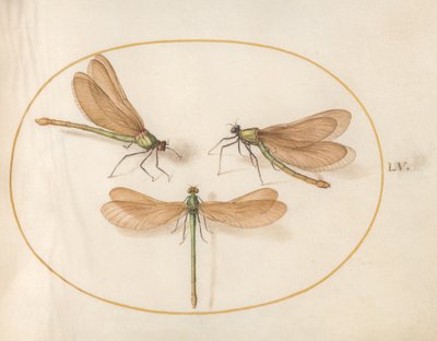 Dragonfly, c.1575-80 by Joris Hoefnagel