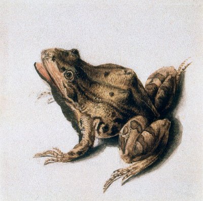 Green Frog by Joris Hoefnagel