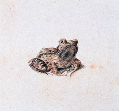 Green Frog by Joris Hoefnagel