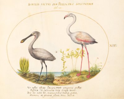 Plate 14: Spoonbill Crane and Flamingo by Joris Hoefnagel