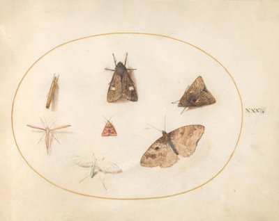 Plate 30: Seven Moths by Joris Hoefnagel