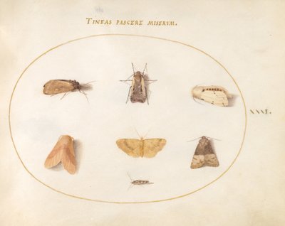 Seven Moths (Plate 31) by Joris Hoefnagel