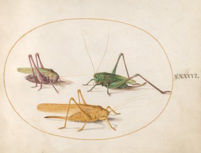 Plate 46: Three Grasshoppers by Joris Hoefnagel