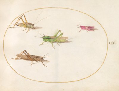 Plate 52: Four Grasshoppers by Joris Hoefnagel